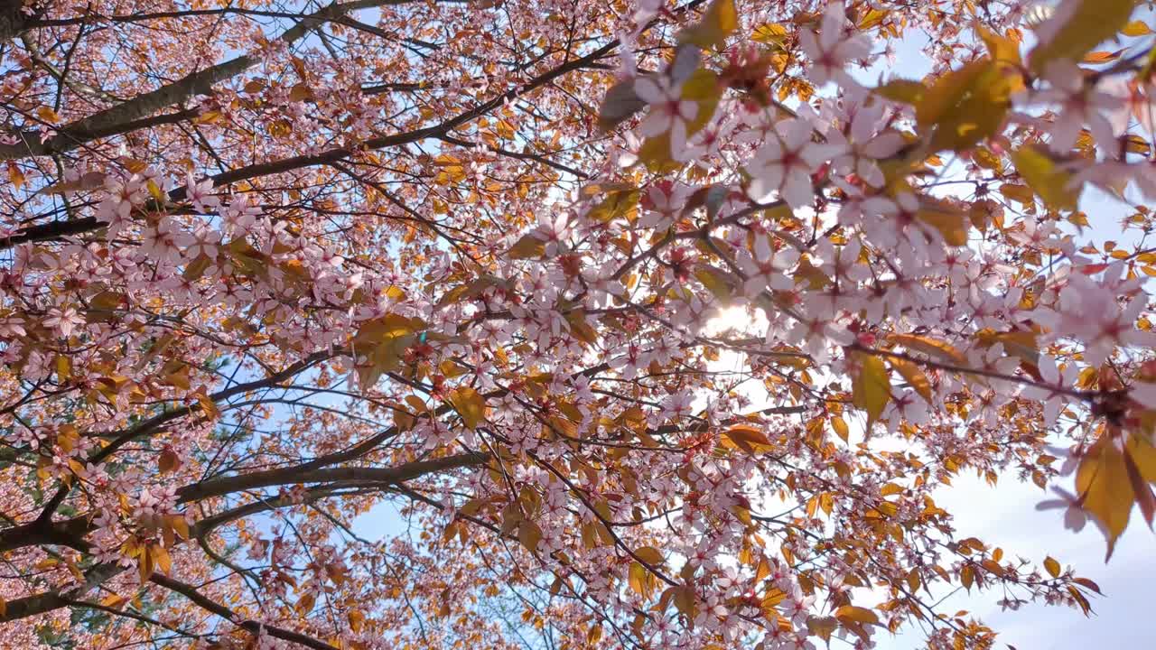 Sakura in piena fioritura in primavera, alberi di fiori di ciliegio contro il cielo, nuovo inizio