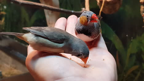 australian zebra finch or chestnut-eared finch birds pecking grain seeds from palm hand - man feeding birds