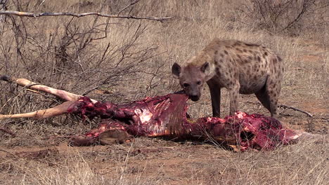 lone hyena feeds on bloody giraffe carcass on south african savanna