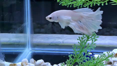 typical single betta fish in an aquarium