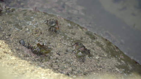 Small-Crab-Backs-Away-From-Approaching-Larger-Crab