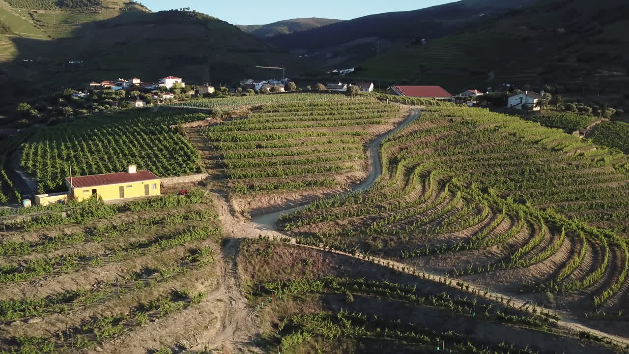 volando a lo largo de vides de uva en terrazas en un viñedo en la cima de una colina y una casa de campo en el valle del duero, portugal