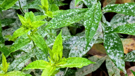 green garden leaves covered in powdery mildew, displaying signs of plant disease