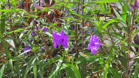 Handheld-Shot-Of-Cheerful-Colourful-Purple-Flowers-Moving