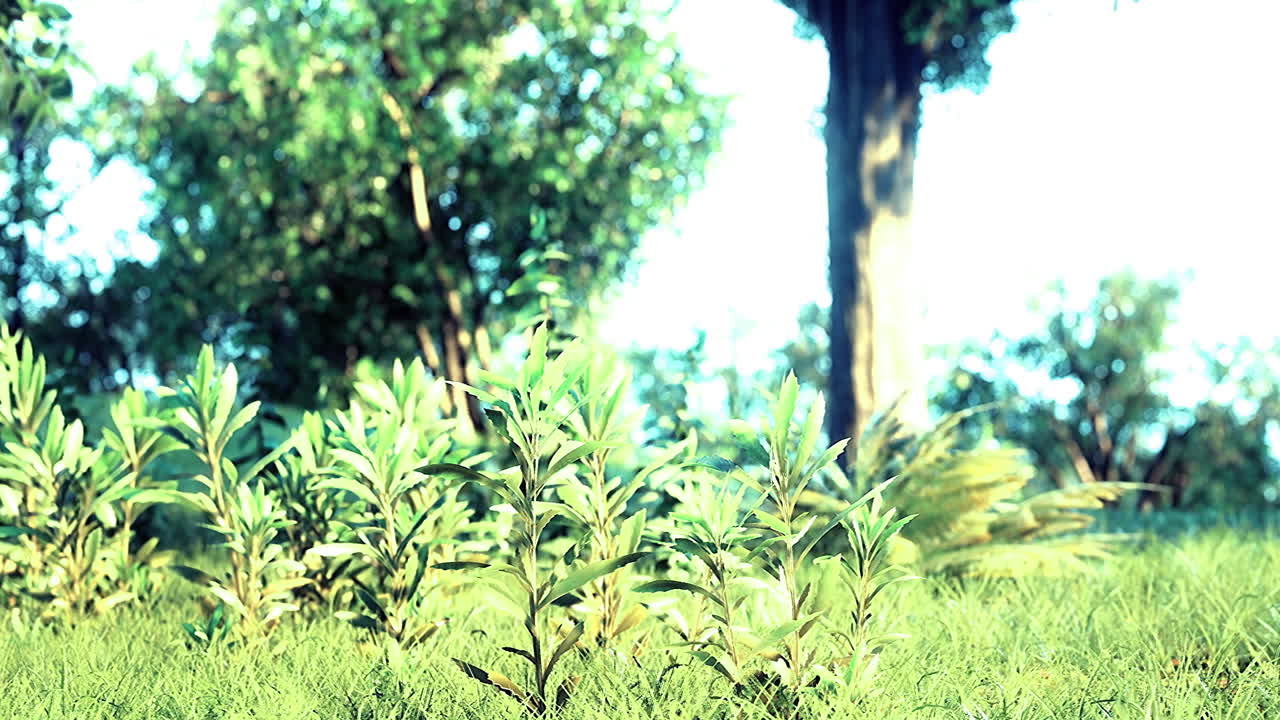 Lush green plants basking in warm sunlight beneath a vibrant blue sky