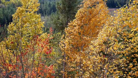 el viento sopla árboles temporada de otoño