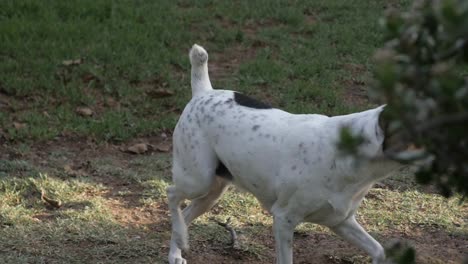 A-friendly-brown-and-white-dog-standing-with-ears-erect-turns-her-head