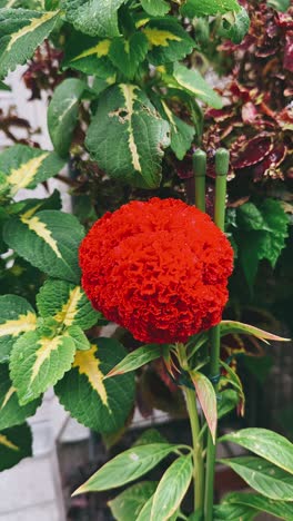 red cockscomb flower in a garden