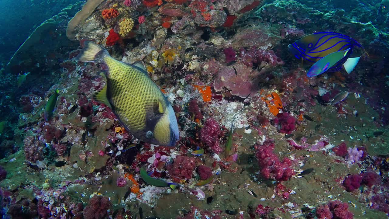 Titan Triggerfish (Balistoides viridescens) picks up a shell and swims away in Similan Islands, Thailand
