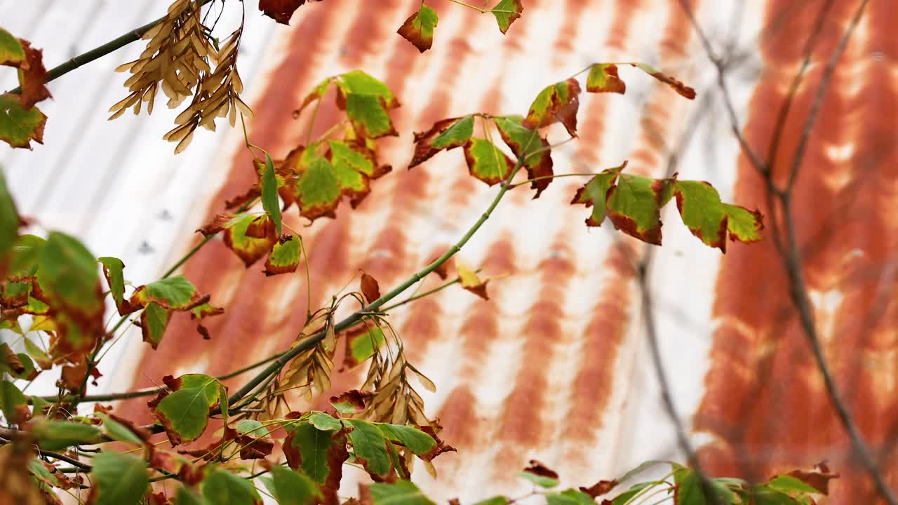 Green leaves and dry branches sway against a weathered zinc roof under natural light, creating a rustic and serene atmosphere