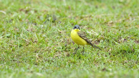 Pájaro-De-Cola-Amarilla-Caminando-Sobre-La-Hierba-Y-Buscando-Bichos-De-Comida