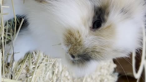 a small fluffy rabbit with big ears is looking at the camera fluffy pets