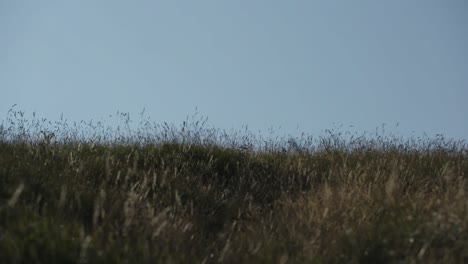 long grass on countryside hilltop at sunrise