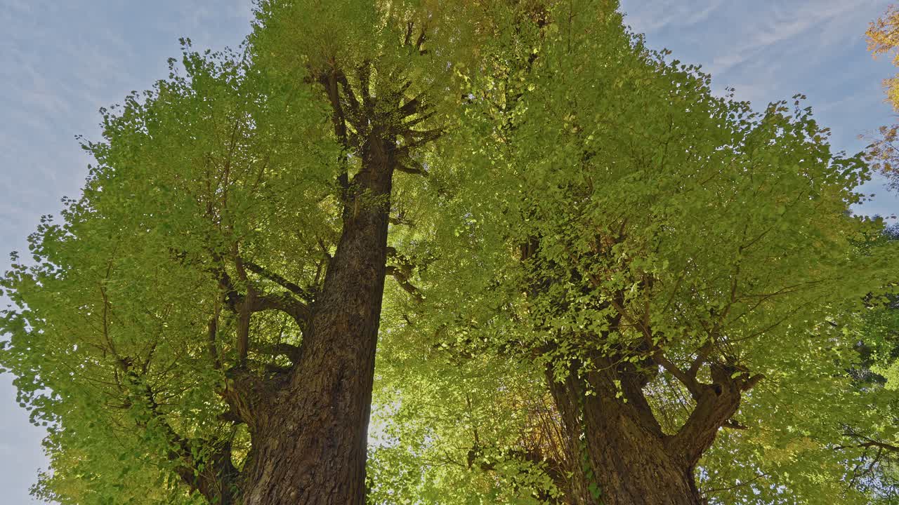 Una prospettiva dal basso che mostra l'enorme tronco e la folta chioma verde di un antico albero di ginkgo