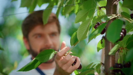 Retrato-Agricultor-Cosechando-Frutos-De-Cerezo-Verde-Fresco-árbol-En-Plantaciones-De-Tierras-De-Cultivo