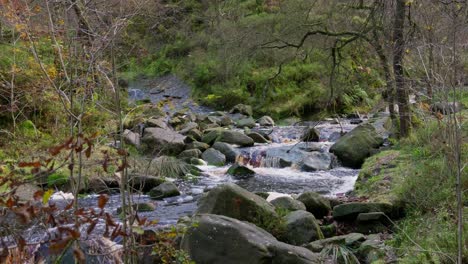 Tranquilo-Bosque-Invernal-Con-Un-Arroyo-Lento,-Robles-Dorados-Y-Hojas-Caídas,-Que-Ofrece-Un-Escenario-Tranquilo-Y-Relajante