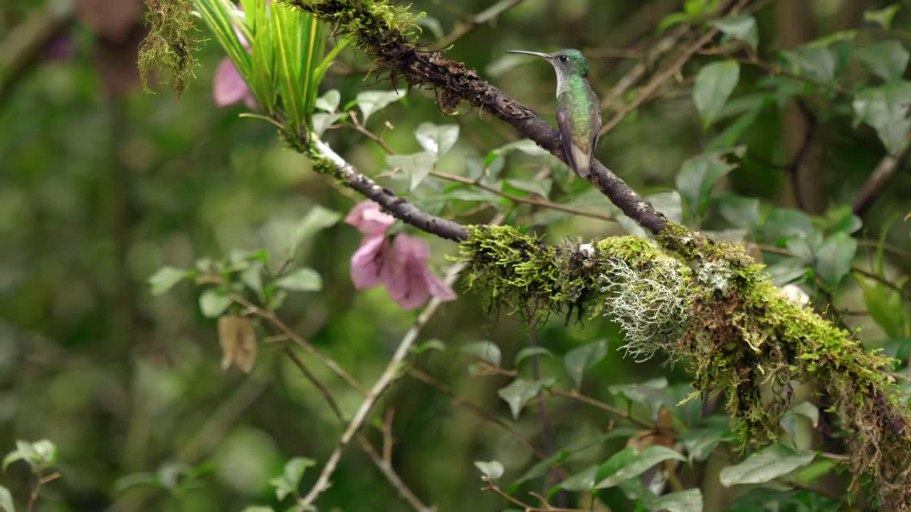 colibríes iridiscentes vuelan a través de un bosque y aterrizan en una rama cubierta de musgo en ecuador, américa del sur