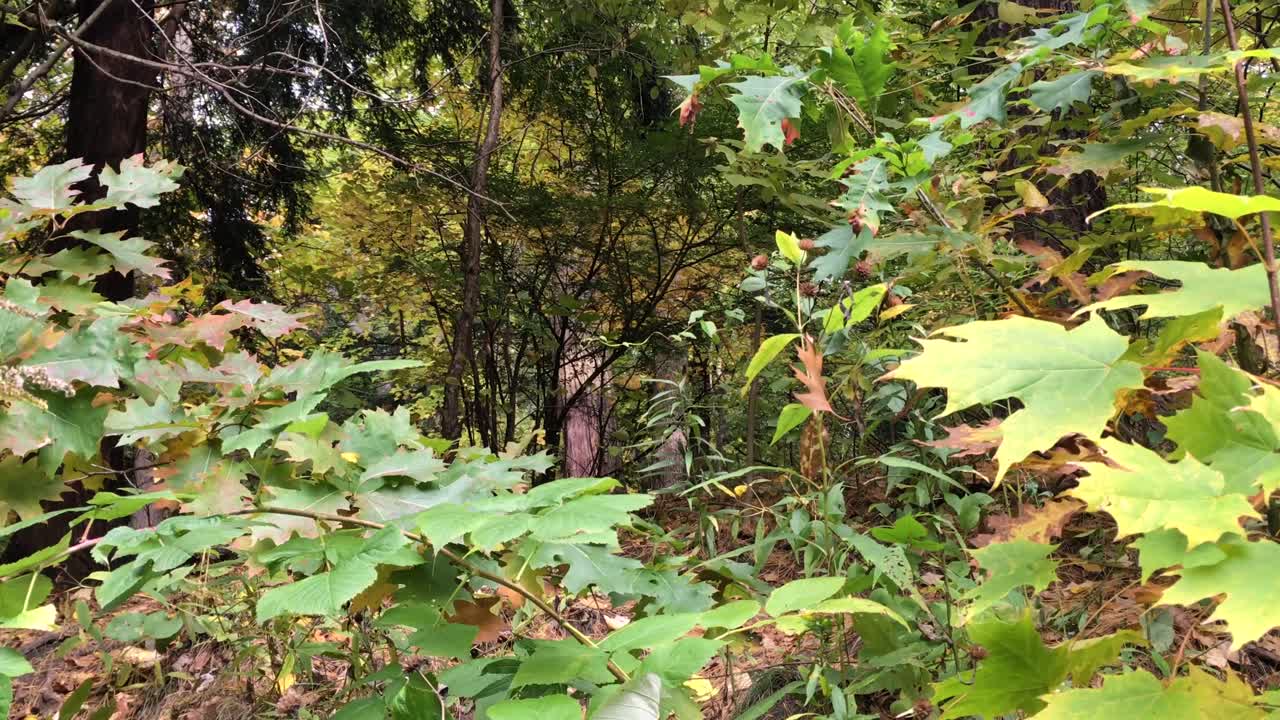 en la espesura del bosque en otoño, empuja