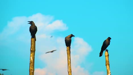 tres cuervos posados en la parte superior del poste de bambú cortado contra el cielo nublado azul soleado