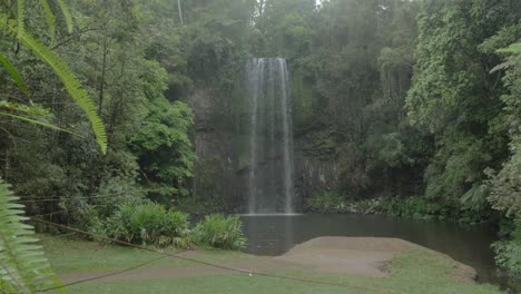 Grüne-Farne-Und-Bäume-Im-Regenwald-Mit-Milla-Milla-Falls-In-QLD,-Australien