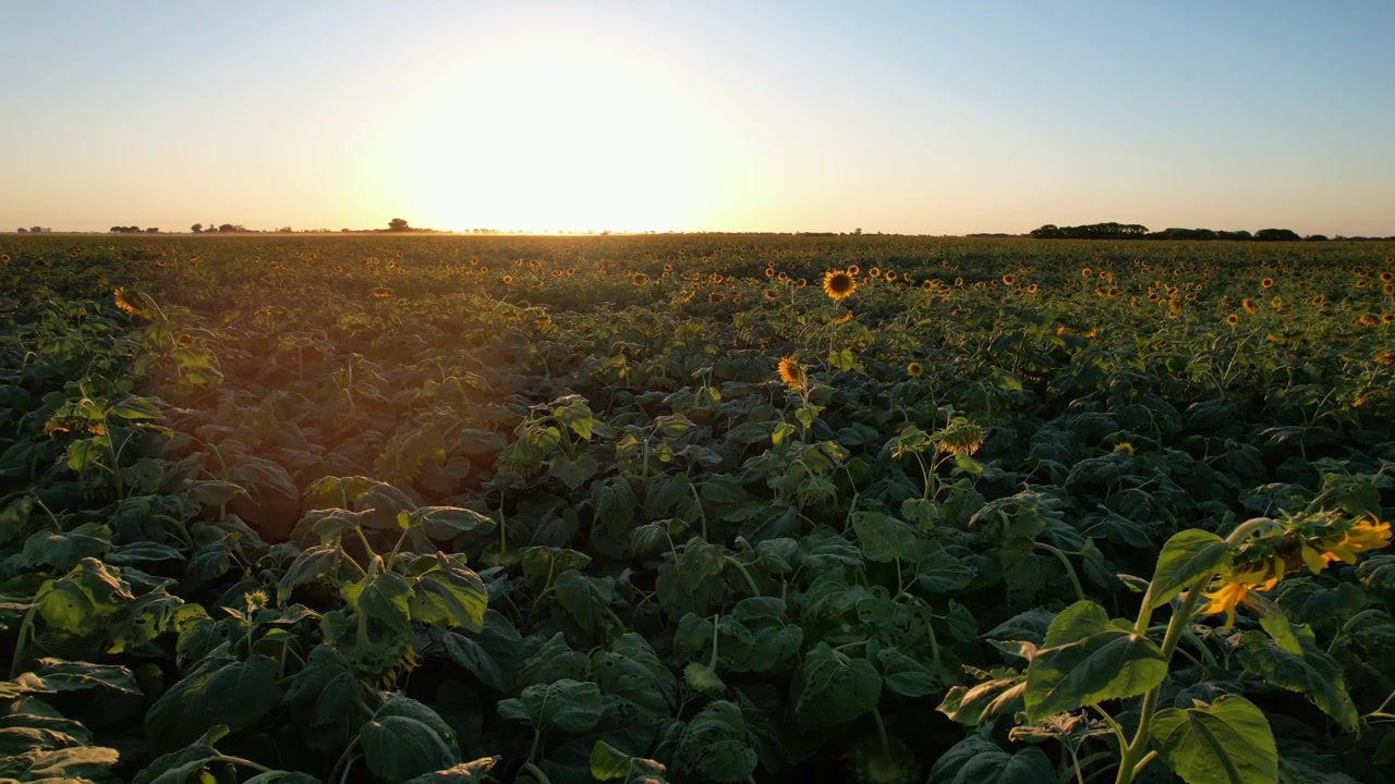 Giro panorámico de cámara que comienza sobre cultivos industriales de girasol y termina mirando al sol, con aves e insectos volando sobre tierra fértil en la región agroindustrial argentina durante la hora dorada.