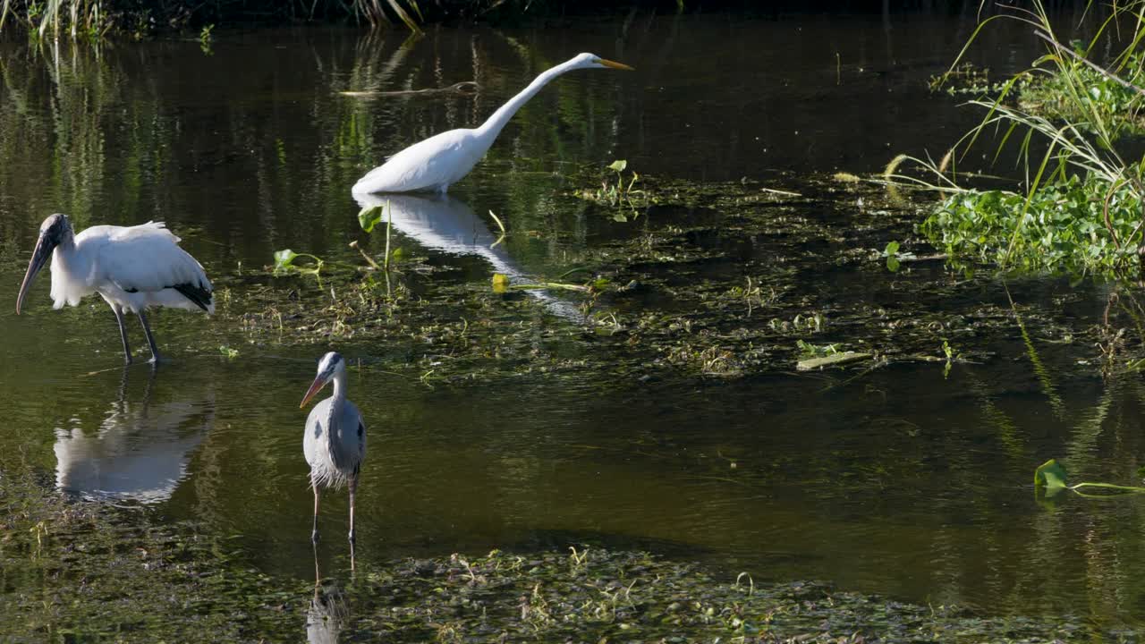 Great Blue Heron, Wood Stork and Egret standing in shallow wetland water