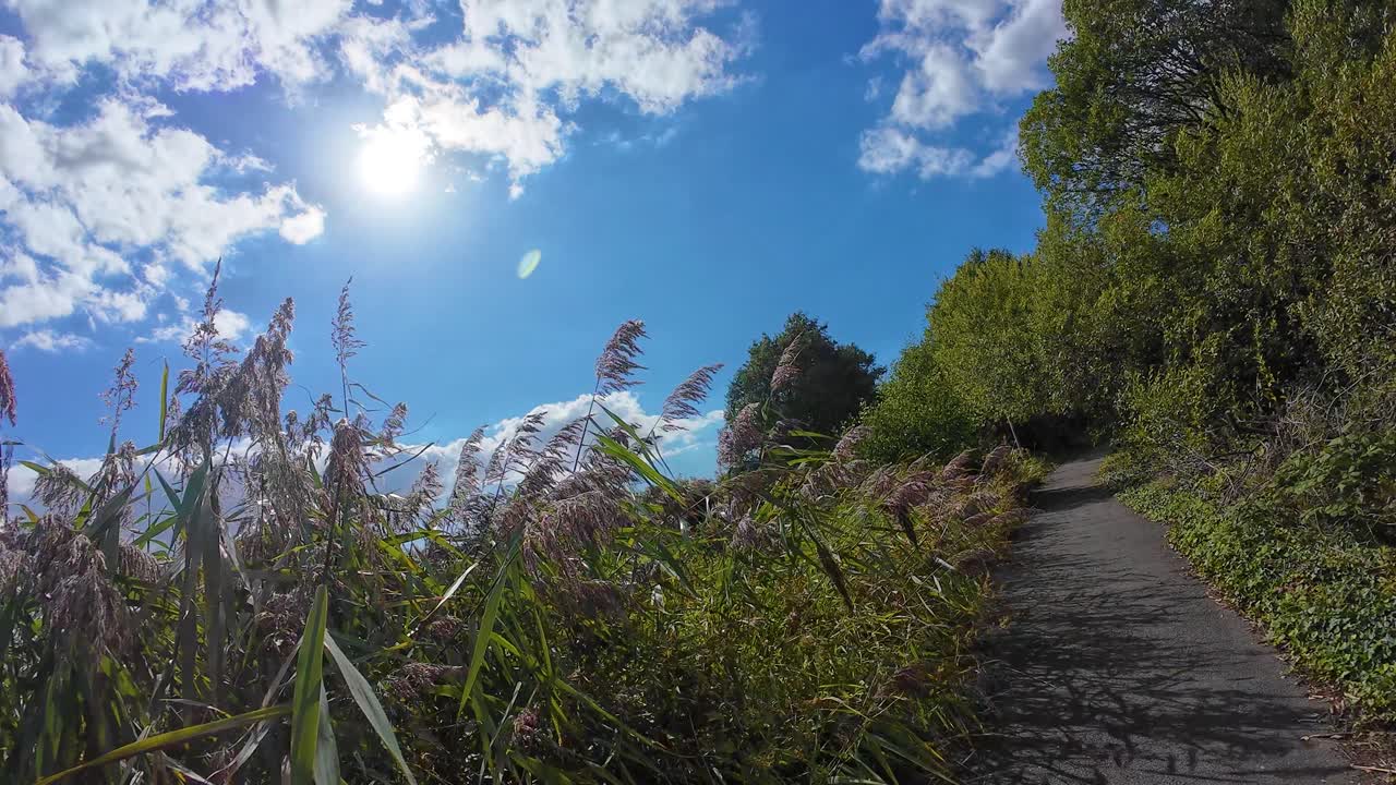 Fast Moving POV Cycling Along Bicycle Track with Camera Tilted with Sunspot with Thick Plant Life Over Lapping on Route