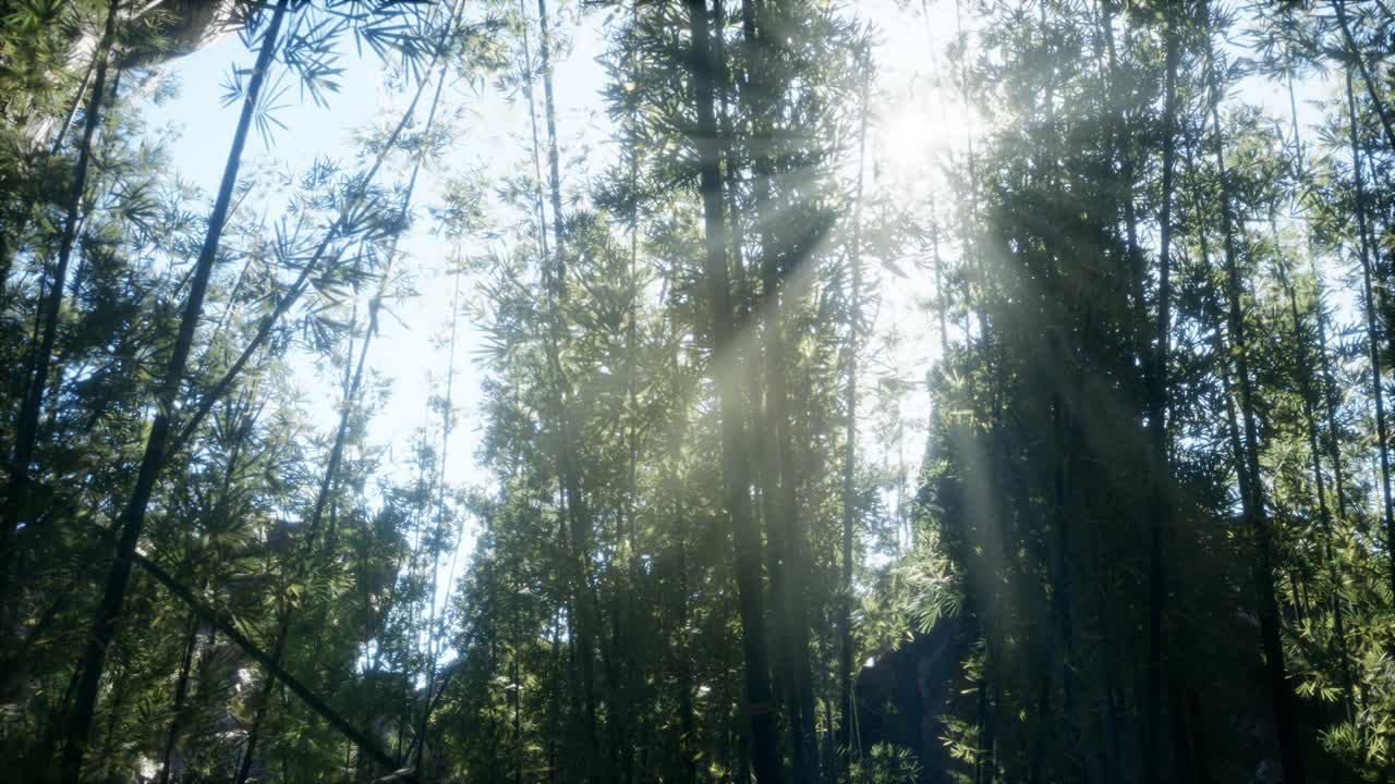 바람이 불고 조용한 아라시야마 대나무 숲
