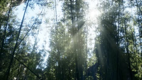 el tranquilo y ventoso bosque de bambú de arashiyama