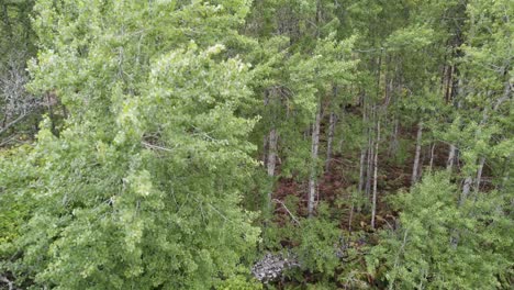 Aerial-drone-footage-flying-up-and-over-a-canopy-of-native-European-aspen-trees-blowing-in-the-wind-with-lush-green-leaves-and-autumn-colours