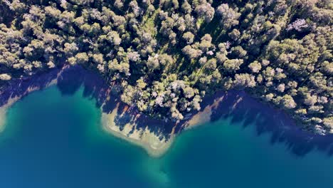 patagonia forest at bariloche in rio negro argentina