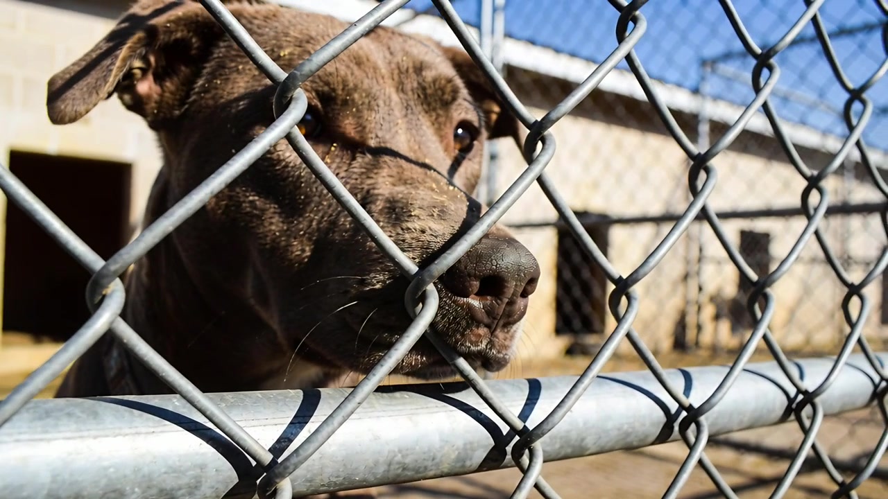Un cane adulto marrone che si avvicina, premendo il muso su una recinzione a rete metallica nel cortile del canile, reagendo a un suono.
