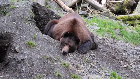 macho de oso marrón descansando cerca de la madriguera, alaska