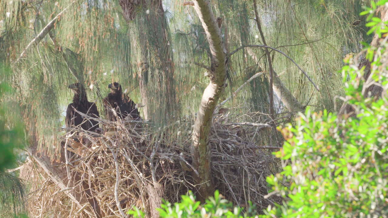 pollitos de águila calva en el nido en la rama de un árbol