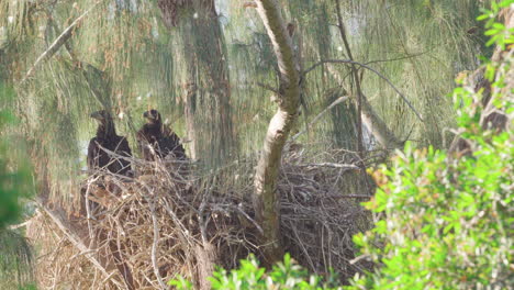 Pollitos-De-águila-Calva-En-El-Nido-En-La-Rama-De-Un-árbol