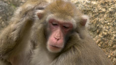 Two-Baboons-grooming-each-other