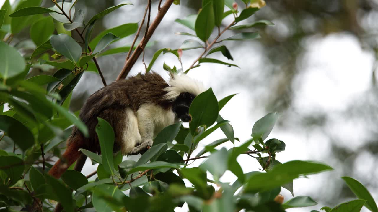 Um sagui-de-tufos-brancos senta-se em um galho frondoso, observando o ambiente em um cenário tropical exuberante.