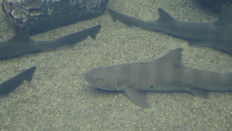 starspotted smooth-hound found at sendai umino-mori aquarium in japan - close up