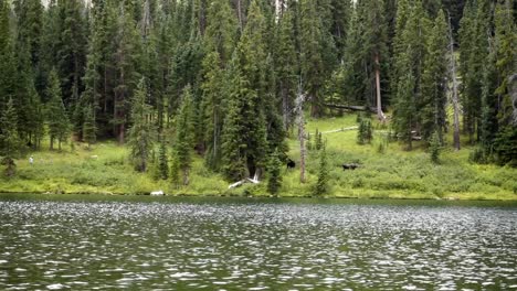 Hikers-approaching-moose-in-forest-in-Colorado