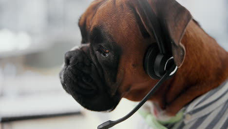 boxer dog wearing a headset