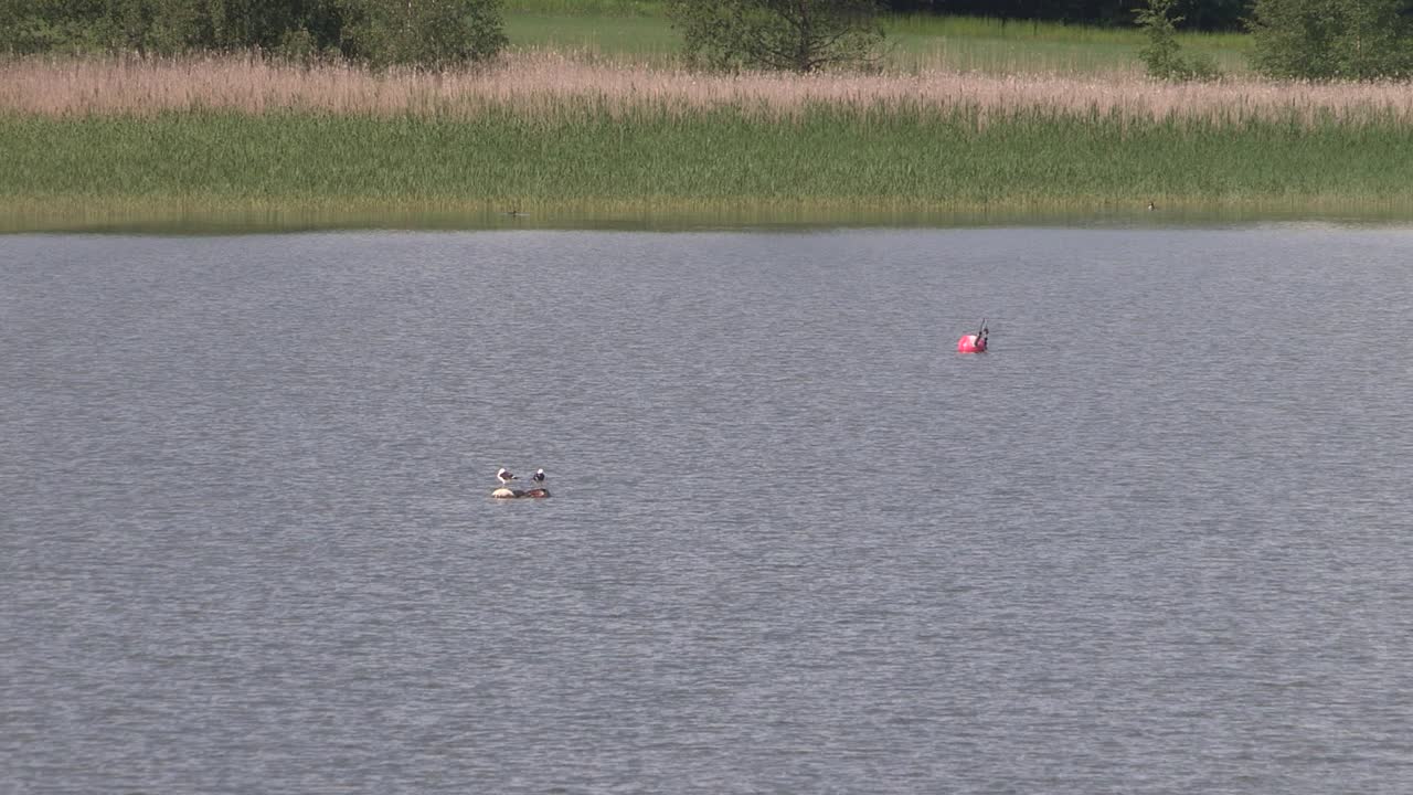 cerca de un lago o estanque con patos en finlandia
