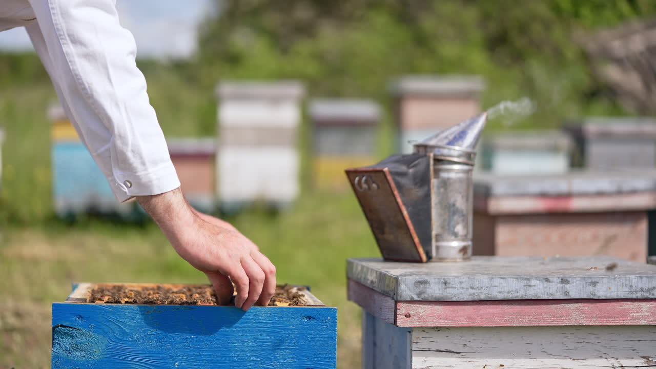 Honey frame covered with bees is being put into a hive. Smoke coming from a smoker on the next hive. Blurred backdrop.