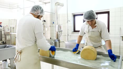 diary cheese fcatory- cheese production- men washing cheese shapes