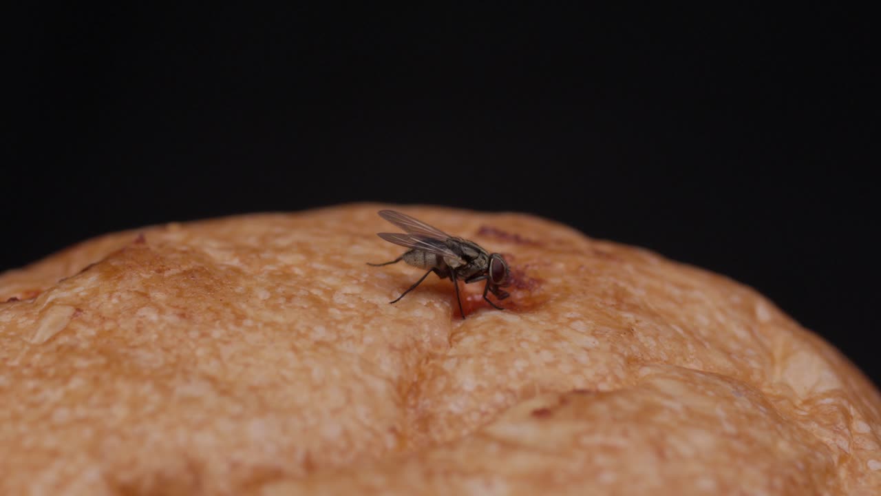 Macro slow-motion of fly eating on bread, detailed mouth movements as it leans in to feed