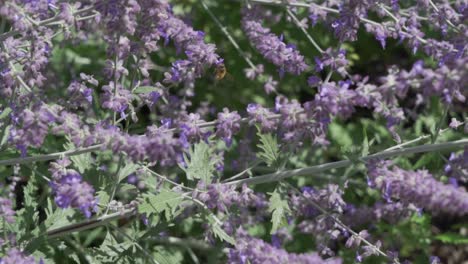 Una-Abeja-Se-Mueve-De-Flor-En-Flor-Recogiendo-Polen