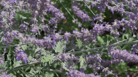 una abeja se mueve de flor en flor recogiendo polen