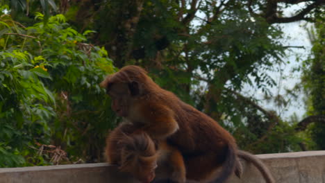 monkeys in a tropical forest