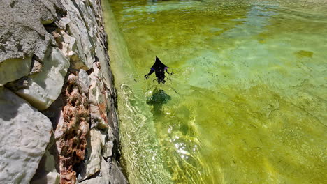 lonely penguin swims in shallow, greenish zoo water