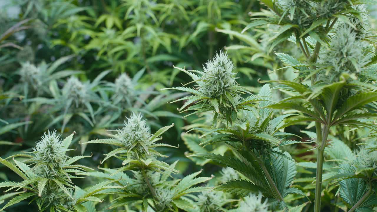 Cannabis Plants in Growth Stage