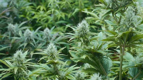cannabis plants in growth stage